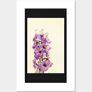 Purple Larkspur Delphinium Posters and Art